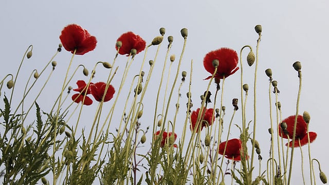 বাগানে ফুটে আছে পপি ফুল। ছবি: শহীদুল ইসলাম, রাজশাহী