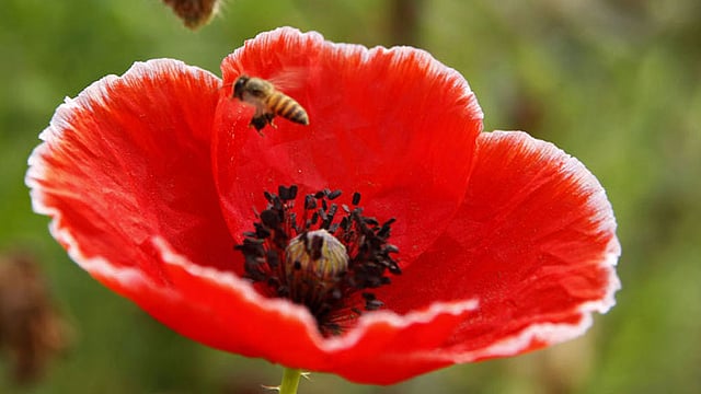 মধু সংগ্রহ শেষে ফুল থেকে উড়ে যাচ্ছে মৌমাছি। ছবি: শহীদুল ইসলাম, রাজশাহী