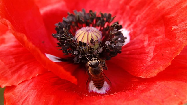 মধু আহরণে ব্যস্ত মৌমাছি। ছবি: শহীদুল ইসলাম, রাজশাহী