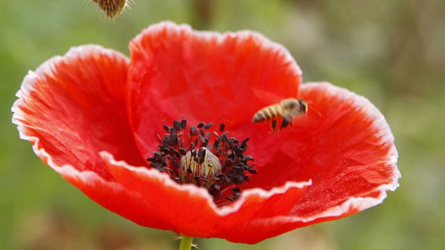 পপি ফুলের পাপড়ির ওপর বসে মধু আহরণ করছে মৌমাছি। ছবি: শহীদুল ইসলাম, রাজশাহী