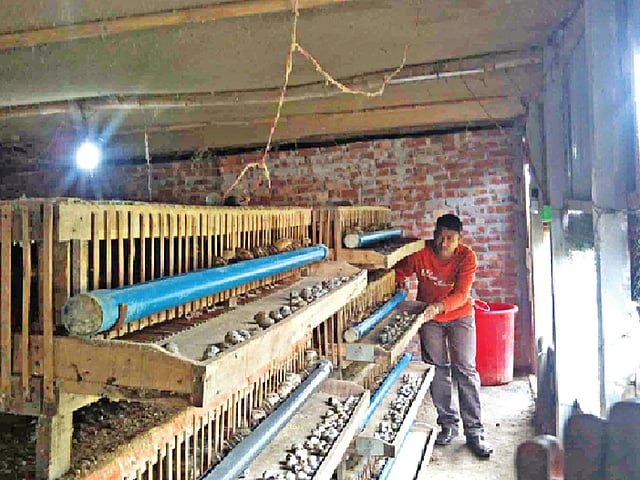 নিজের খামারে কাজে ব্যস্ত শামীম আল মামুন l প্রথম আলো