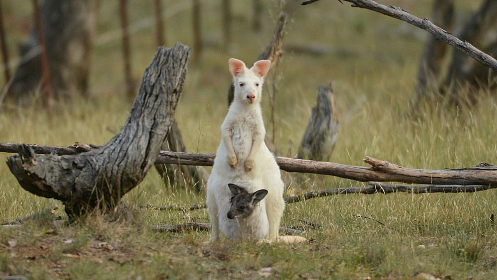 ৫০ হাজার বছর আগে ক্যাঙ্গারু কি লাফিয়ে চলত
