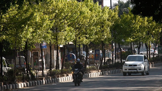 রাজধানীর সড়ক বিভাজনে লাগানো গাছে এসেছে নতুন পাতা। রোদে ঝিলমিল করা এই পাতাগুলোর নগরের সৌন্দর্যে যোগ করেছে নতুন মাত্রা। ছবিটি  মিন্টো রোড থেকে তোলা। ছবি: হাসান রাজা