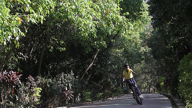 নতুন পাতায় ছেয়ে গেছে সড়কের দুই পাশ। এক কিশোরের দুরন্তপনা। ছবিটি গুলশান পার্ক থেকে তোলা। ছবি: আশরাফুল আলম