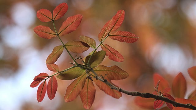 রমনা পার্কের গাছে কচি পাতা। ছবি: আশরাফুল আলম