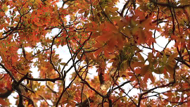 বর্ণিল পাতার ছায়া। ছবিটি রমনা পার্ক থেকে তোলা। ছবি: আশরাফুল আলম