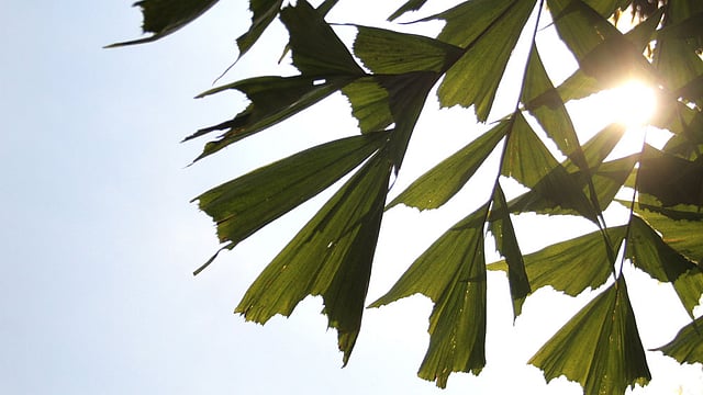 সংসদ ভবন এলাকায় গাছের পাতায় সূর্যের আলোর খেলা। ছবি: আশরাফুল আলম