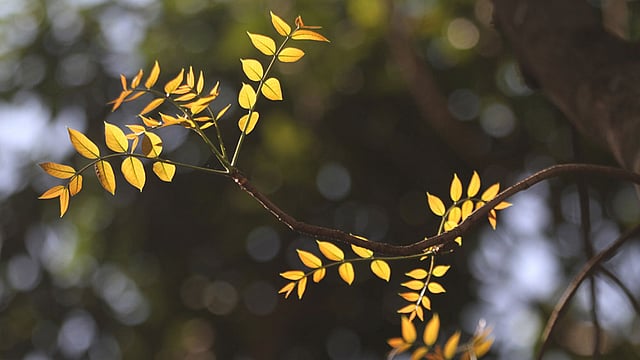 চৈত্রের শুরুতে গাছের ডালে এসেছে নতুন পাতা। প্রকৃতি সাজছে নতুনরূপে। ছবিটি গুলশান পার্ক থেকে তোলা। ছবি: আশরাফুল আলম