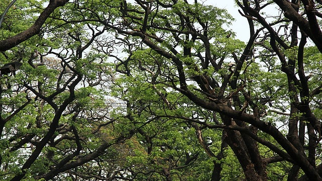 বসন্তে প্রকৃতিতে এসেছে নতুন প্রাণ। গাছে গাছে বেড়ে উঠছে নতুন পাতা। ছবিটি রাজধানীর পলাশী-সংলগ্ন ঢাকা বিশ্ববিদ্যালয় এলাকা থেকে তোলা। ছবি: জাহিদুল করিম