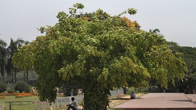 নতুন পাতার সৌন্দর্য। ছবিটি সংসদ ভবন এলাকা থেকে তোলা। ছবি: আশরাফুল আলম