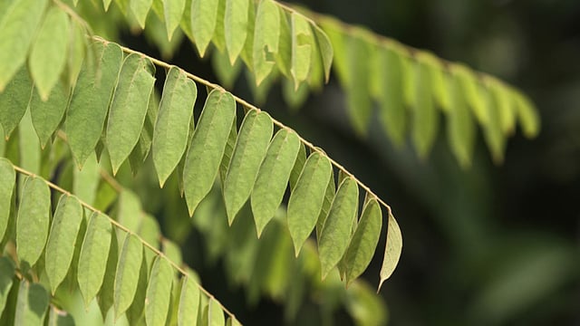 সারি সারি সবুজ কচি পাতা। ছবিটি রমনা পার্ক থেকে তোলা। ছবি: আশরাফুল আলম