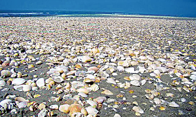 সৈকতে পা রাখার জায়গাও নেই। ছড়িয়ে আছে অসংখ্য মৃত শামুক–ঝিনুক। ছবিটি ১৮ মার্চ কক্সবাজারের টেকনাফ সমুদ্রসৈকত থেকে তোলা l প্রথম আলো