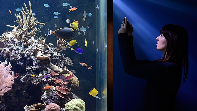 যুক্তরাষ্ট্রের পশ্চিম লন্ডনে ন্যাচারাল হিস্ট্রি মিউজিয়ামে বুধবার প্রবাল ও সামুদ্রিক মাছের ছবি তো​লেন ওই মিউজিয়ামেরই এক কর্মী। ছবি: রয়টার্স