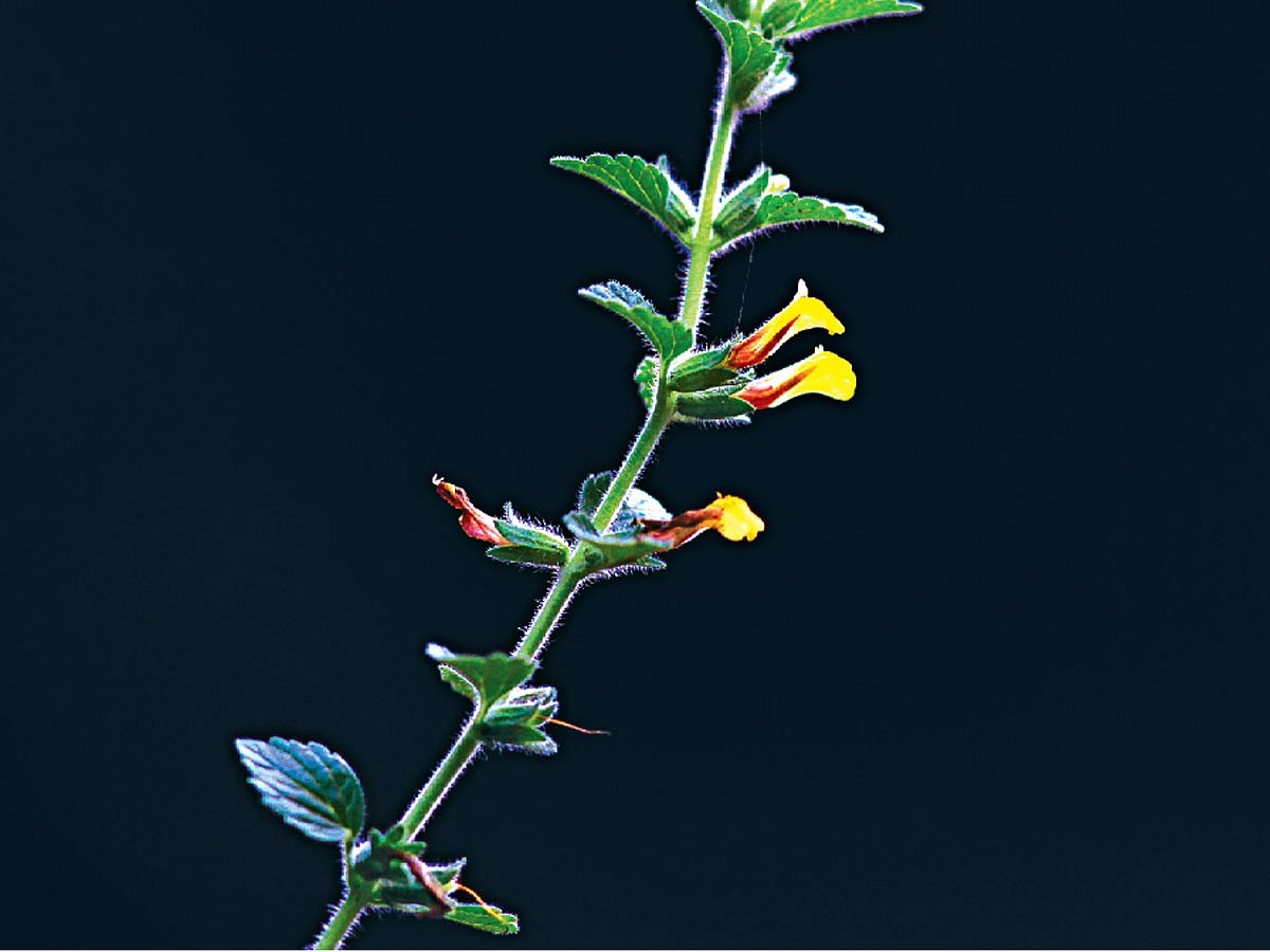 দেয়ালে জন্মানো গাছে ফুটে আছে হলদে বাসন্তী ফুল। বরিশাল শহরের নাজির মহল্লা সড়কের একটি বাড়ির দেয়াল থেকে তোলা ছবি l লেখক