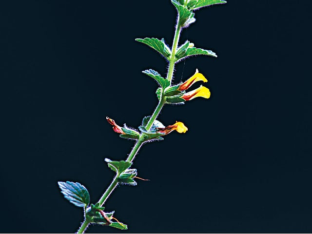 দেয়ালে জন্মানো গাছে ফুটে আছে হলদে বাসন্তী ফুল। বরিশাল শহরের নাজির মহল্লা সড়কের একটি বাড়ির দেয়াল থেকে তোলা ছবি l লেখক