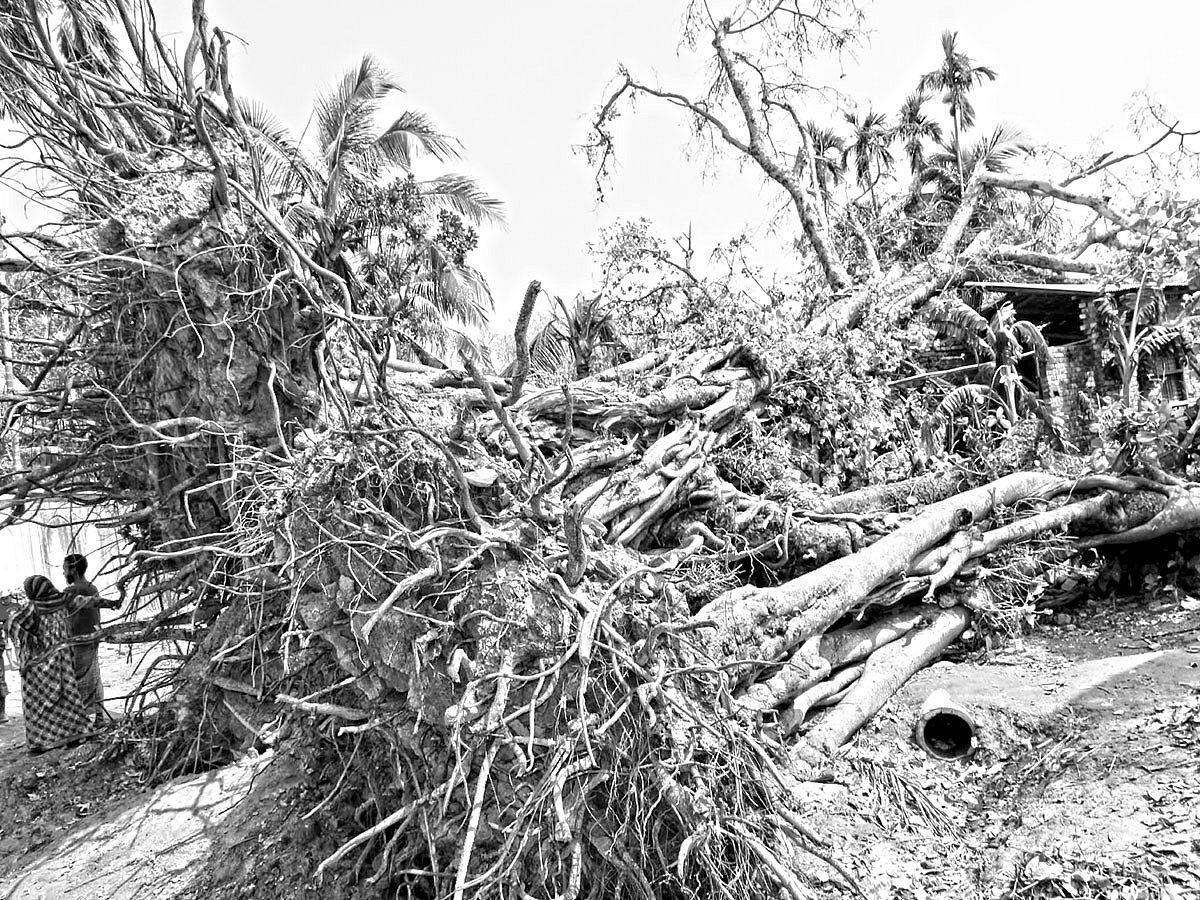 কালবৈশাখীতে প্রায় ৪০০ বছরের পুরোনো বট ও প্রায় ৩০০ পাকুড়গাছ উপড়ে পড়েছে। গতকাল বগুড়ার দ্বিতীয় বাইপাস সড়কের সাবগ্রাম পালপাড়া থেকে তোলা ছবি l প্রথম আলো