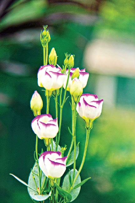 নাম যে তার নিন্দনী৷ গতকাল শেরেবাংলা কৃষি বিশ্ববিদ্যালয় থেকে তোলা l ছবি: সাবিনা ইয়াসমিন