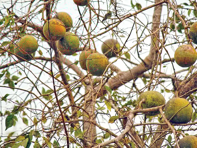 খাগড়াছড়ি শহরের পানখাইয়াপাড়ার একটি গাছের ডালে ডালে ঝুলে আছে বেল l ছবি: লেখক