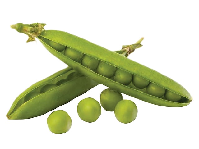 বীজশস্য