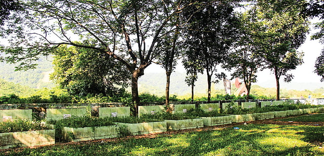 সবুজ ছায়ায় সারি সারি সমাধি। ছবি: লেখক