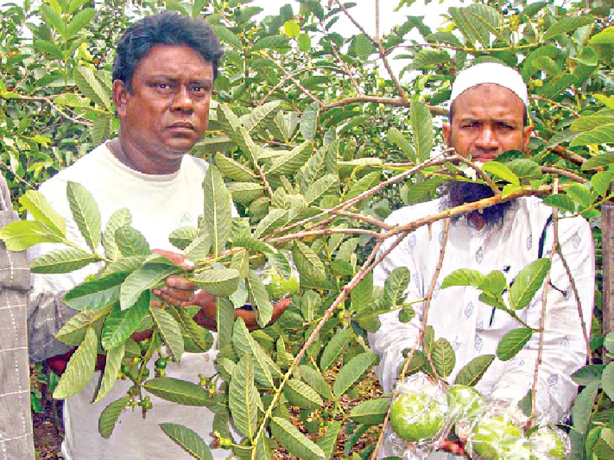 নিজের পেয়ারা খেতে স্থানীয় কৃষি কর্মকর্তার কাছে পরামর্শ নিচ্ছেন সুকুমার সরকার (বাঁয়ে) l ছবি: প্রথম আলো