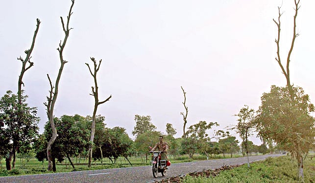 রংপুর–সৈয়দপুর মহাসড়কের রংপুরের তারাগঞ্জ উপজেলার ১৫ কিলোমিটার এলাকা থেকে গাছ কেটে নিয়ে যাচ্ছে দুর্বৃত্তরা। চুরি করতে প্রথমে গাছের ডালপালা কাটা হয়। সম্প্রতি উপজেলার তেরমাইল এলাকা থেকে তোলা l ছবি: প্রথম আলো