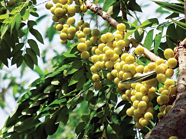 গাছে ঝুলছে অড়বরই। যশোরের অভয়নগরের গোবিন্দপুর গ্রামের একটি বাড়ি থেকে ছবিটি তোলা l প্রথম আলো