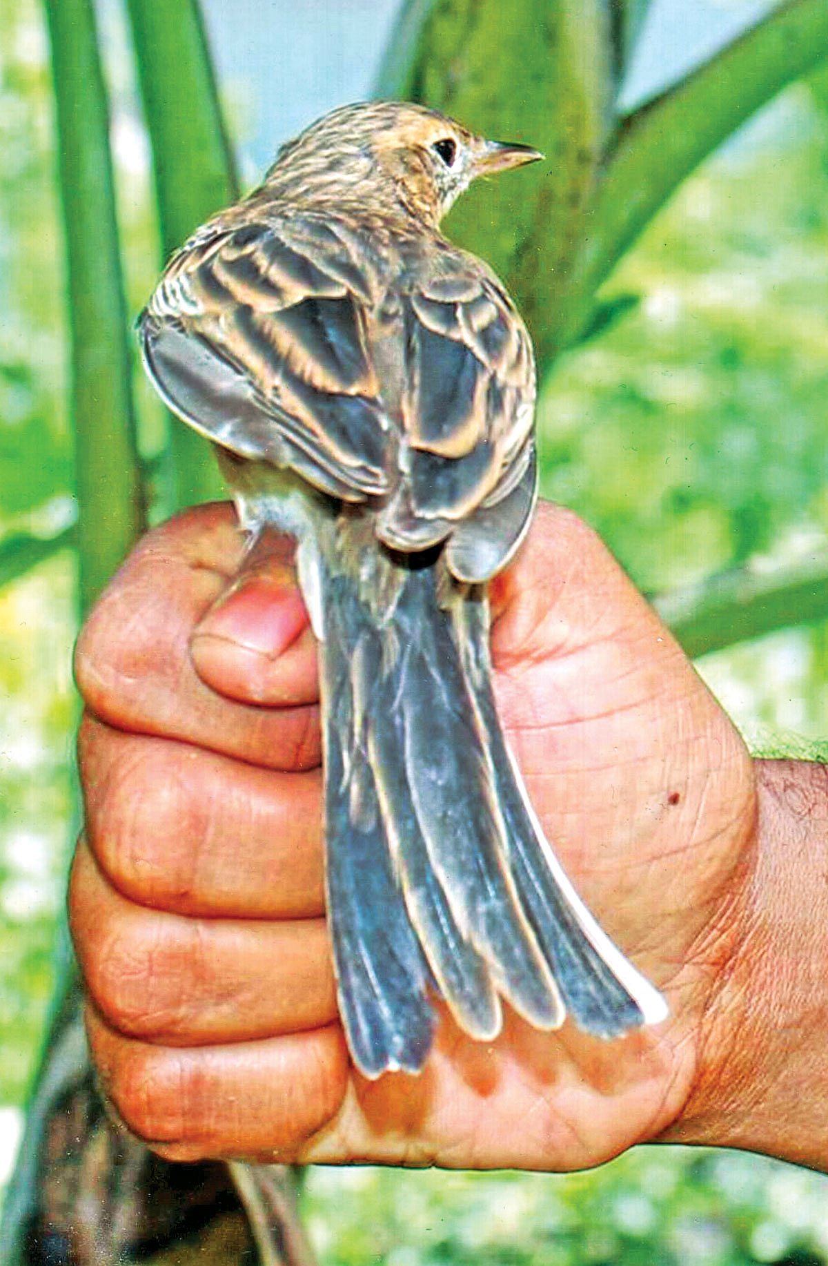 সেই ষষ্ঠিনী পাখিটি l ছবি: লেখক