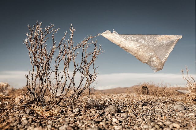 প্লাস্টিক গাছ#২০। বলিভিয়া, ২০১৪। বলিভিয়ার মালভূমিতে প্লাস্টিক ব্যাগ যেন নিসর্গের অবিচ্ছেদ্য অংশ হয়ে গেছে। এই প্লাস্টিকের ব্যাগ কৃষি জমির ক্ষতির পাশাপাশি গৃহপালিত ও বন্য প্রাণীর মৃত্যুর সঙ্গেও জড়িয়ে গেছে। আলোকচিত্রী: এডুয়ার্ডো লিয়েল, বলিভিয়া। ছবি: এডুয়ার্ডো লিয়েল/দ্য অ্যাটকিনস সিআইডব্লিউইএম এনভায়রনমেন্টাল ফটোগ্রাফার অব দ্য ইয়ার