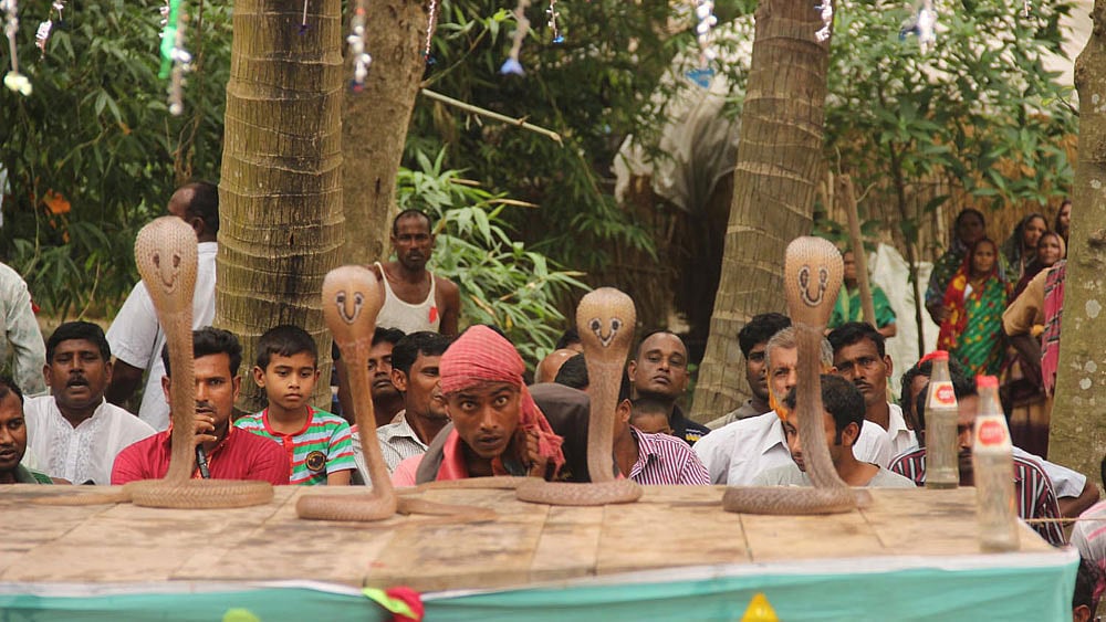 এ যেন সত্যিই ‘বাবুরাম সাপুড়ে’। কুষ্টিয়া সদর উপজেলার পাটিকাবাড়ি ইউনিয়নের ফকিরাবাদ গ্রামে গতকাল রোববার প্রায় ৭০ জন সাপুড়ে দেখান সাপের খেলা। এই খেলার নাম ‘ঝাপান খেলা’। খেলা দেখতে ভিড় জমান গ্রামবাসীরা। ছবি: তৌহিদী হাসান