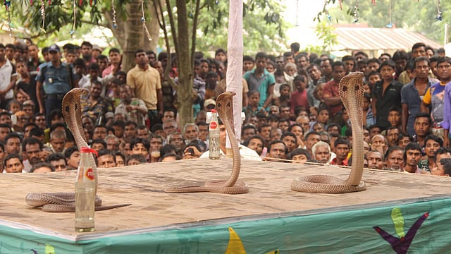 ফণা তুলে আছে চারটি সাপ। ছবি: তৌহিদী হাসান