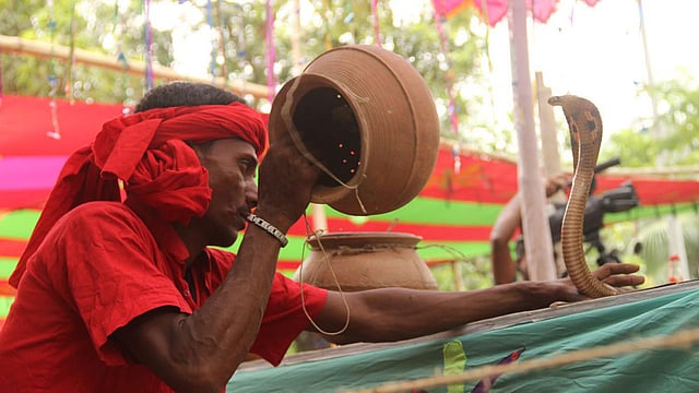 মাটির পাতিল থেকে সাপ বের করে খেলা দেখাচ্ছেন এক সাপুড়ে। ছবি: তৌহিদী হাসান