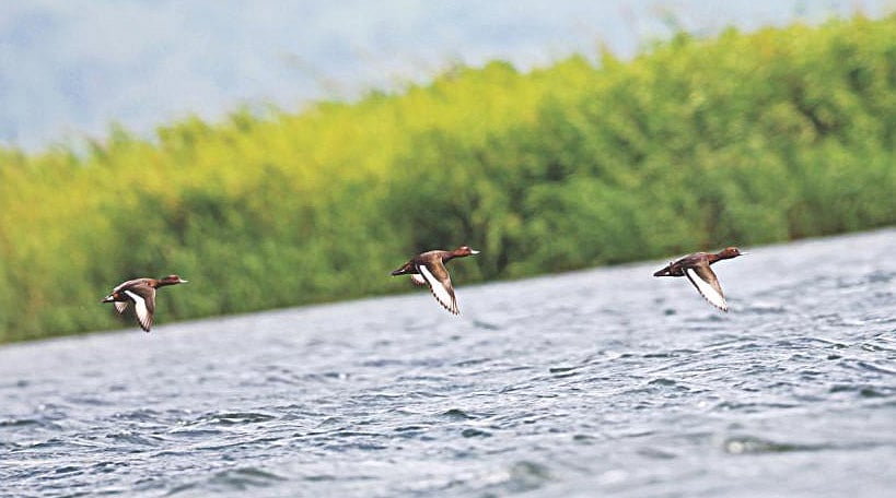 পর্যটক আকর্ষণ করার মতো সবকিছুই আছে টাঙ্গুয়ার হাওরে