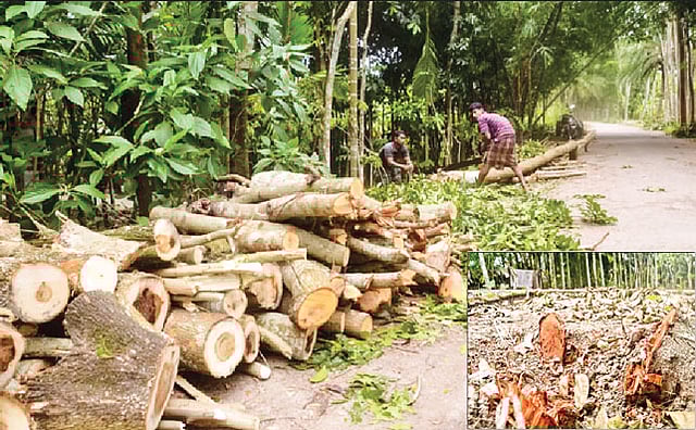 সড়ক ও জনপথ বিভাগ গাছ কেটে নিয়ে যাবে, এই গুজবে বরিশাল-চরমোনাই সড়কের প্রায় এক হাজার গাছ কেটে ফেলা হয়। ইনসেটে কেটে ফেলা গাছের গোড়া। গতকাল দুপুরে তোলা ছবি l প্রথম আলো