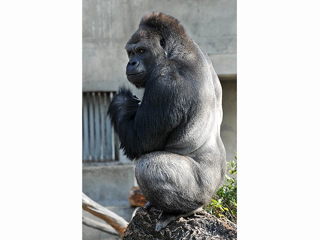 নারী দর্শনার্থীদের দিকে এভাবে তাকিয়ে থাকে সাবানি। ছবি: এএফপি