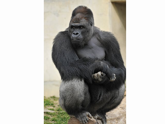 জাপানের হিগাশিয়ামা চিড়িয়াখানার জনপ্রিয় গরিলা সাবানি। পেশিবহুল ও শক্তিশালী চেহারার জন্য দর্শনার্থীদের নজর কেড়েছে সে। ছবি: এএফপি।