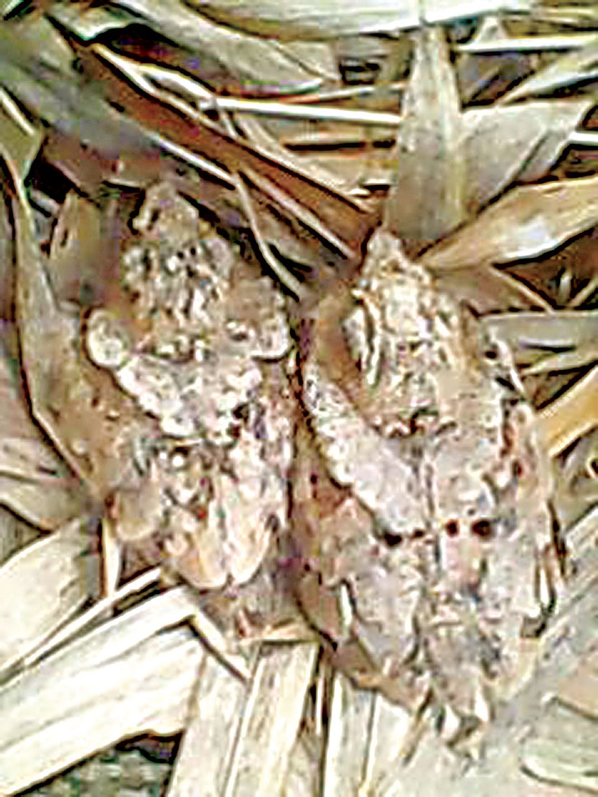 দিনেকানার সেই দুটি ছানা l ছবি: লেখক