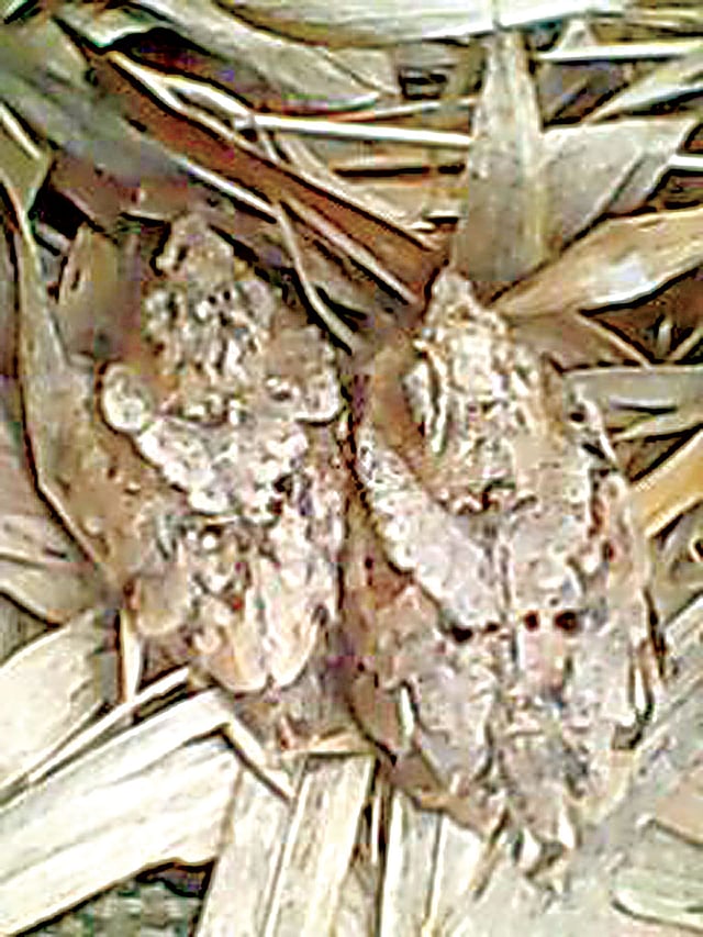 দিনেকানার সেই দুটি ছানা l ছবি: লেখক