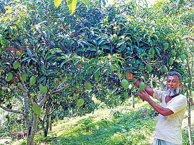 ফটিকছড়ির লালমাই এলাকায় নিজ বাগানে আমের পরিচর্যা করছেন চাষি মো. ইউসুফ