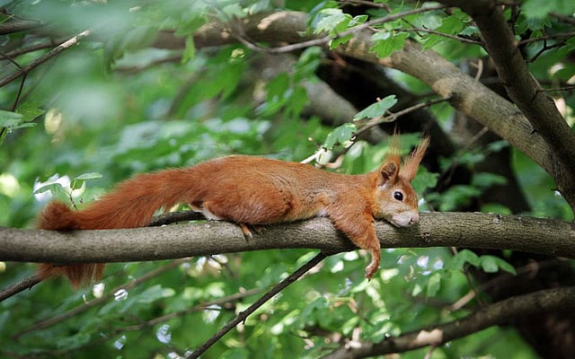 তীব্র গরমে গাছের ডালে শুয়ে নিজেকে জিরিয়ে নিচ্ছে এই কাঠবেড়ালি। ছবিটি জার্মানির মেইনজ থেকে তোলা। ছবি: এএফপি