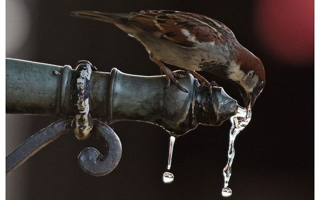 জার্মানির ফ্রেইবার্গে পানির নলের ওপর বসে পানি খাচ্ছে পাখিটি। ছবি: এএফপি