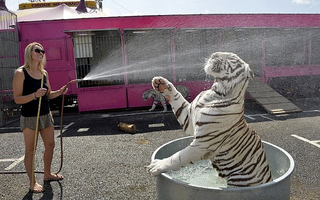 এই গরমে সার্কাস দলের সাদা বাঘের বাচ্চাটিকে গোসল করিয়ে দিচ্ছেন সার্কাস দলের একজন সদস্য। ছবিটি ফ্রান্সের লিমোজ থেকে তোলা। ছবি: এএফপি