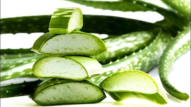 ঘৃতকুমারী খাদ্য-পানীয় হিসেবে যেমন কার্যকর তেমনি তা বাহ্যিকভাবেও ব্যবহারযোগ্য।