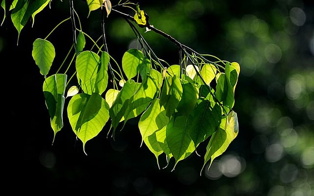 সকালের সোনারোদ পড়েছে গাছের সবুজ পাতার ওপর। ছবিটি শ্রীলঙ্কার রাজধানী কলম্বো থেকে তোলা। ছবি: এএফপি