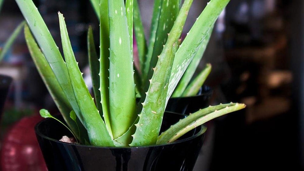 বাড়িতে টবে ঘৃতকুমারী লাগিয়ে পরিবারের সদস্যদের জন্য প্রয়োজনীয় পুষ্টি ও পথ্যের জোগান দিতে পারেন আপনিও।