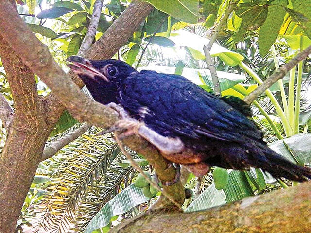 সেই কোকিলছানাটি l ছবি: সংগৃহীত