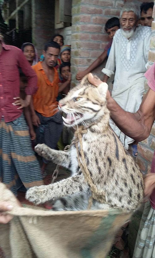 উদ্ধারের পর মেছো বাঘটি। ছবিটি রাজশাহীর লালপুর উপজেলার রাধাকান্তপুর থেকে তোলা। ছবি: প্রথম আলো।