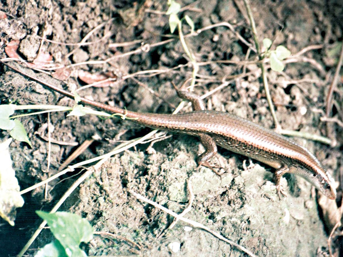 আর্জিনা l ছবি: লেখক