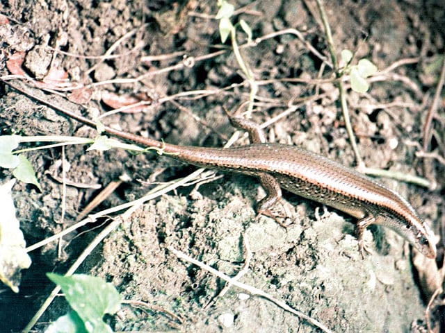 আর্জিনা l ছবি: লেখক