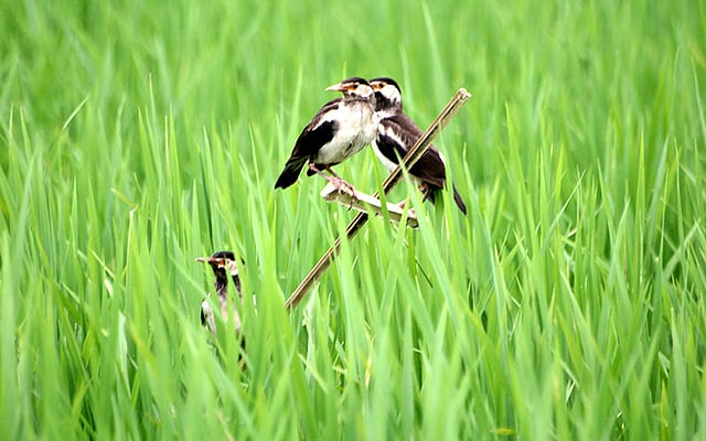 খাবারের জন্য তক্কে তক্কে বসে আছে তিন পাখি। ছবিটি আজ বুধবার সকাল ১০টার দিকে বগুড়ার সদর উপজেলার কর্ণপুর গ্রামের মাঠ থেকে তোলা। ছবি: সোয়েল রানা, বগুড়া
